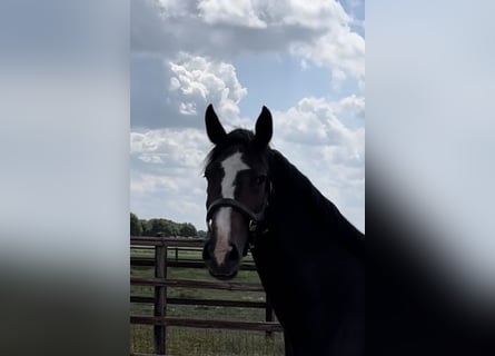 KWPN Mix, Stute, 7 Jahre, 170 cm, Dunkelbrauner