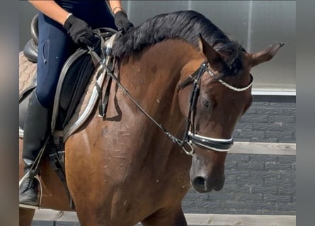 KWPN, Stute, 7 Jahre, 171 cm, Brauner