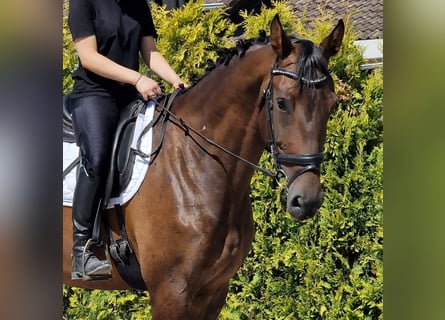 KWPN, Stute, 7 Jahre, 172 cm, Brauner