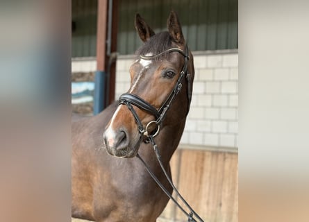 KWPN, Stute, 7 Jahre, 172 cm, Dunkelbrauner