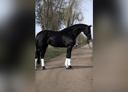 KWPN, Stute, 7 Jahre, 172 cm, Schwarzbrauner