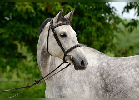 KWPN, Stute, 7 Jahre, 173 cm, Schimmel