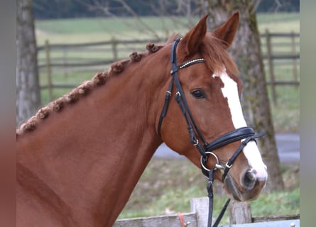 KWPN, Stute, 7 Jahre, 174 cm, Fuchs