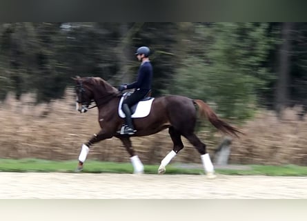 KWPN, Stute, 7 Jahre, 176 cm