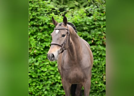 KWPN, Stute, 7 Jahre, Dunkelbrauner