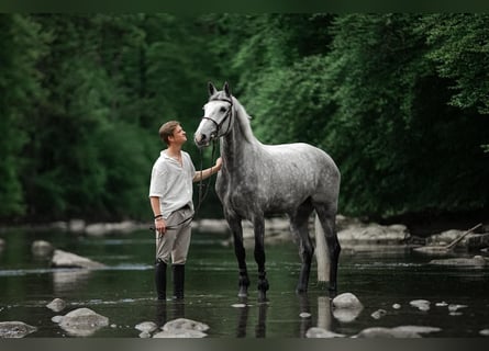 KWPN, Stute, 7 Jahre, Schimmel