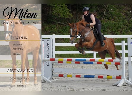 KWPN, Stute, 8 Jahre, 165 cm, Fuchs