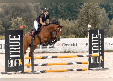 KWPN, Stute, 8 Jahre, 166 cm, Brauner