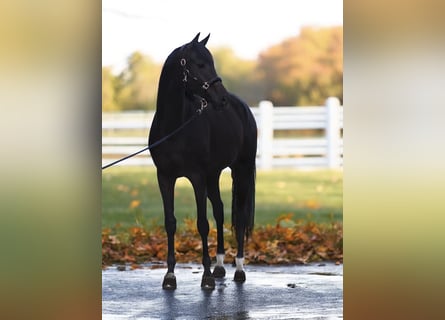 KWPN, Stute, 8 Jahre, 166 cm, Dunkelbrauner