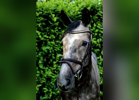 KWPN, Stute, 8 Jahre, 166 cm, Schimmel