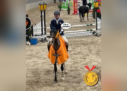 KWPN, Stute, 8 Jahre, 167 cm, Brauner