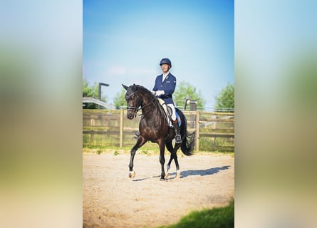 KWPN, Stute, 8 Jahre, 170 cm, Rappe