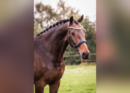 KWPN, Stute, 8 Jahre, 172 cm, Rotbrauner