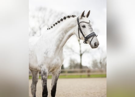 KWPN, Stute, 8 Jahre, 173 cm, Schimmel