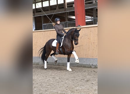 KWPN, Stute, 8 Jahre, Brauner