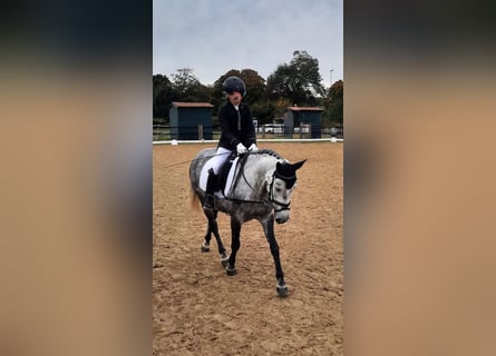 KWPN Mix, Stute, 9 Jahre, 142 cm, Apfelschimmel