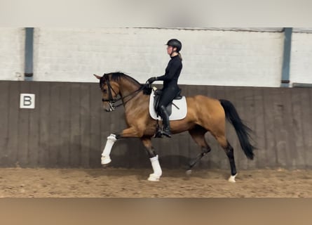 KWPN, Stute, 9 Jahre, 164 cm, Brauner