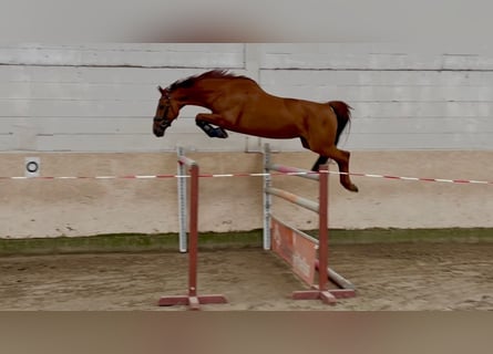 KWPN, Stute, 9 Jahre, 164 cm, Fuchs