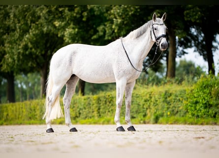 KWPN, Stute, 9 Jahre, 165 cm, Schimmel