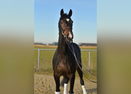 KWPN, Stute, 9 Jahre, 165 cm, Schwarzbrauner