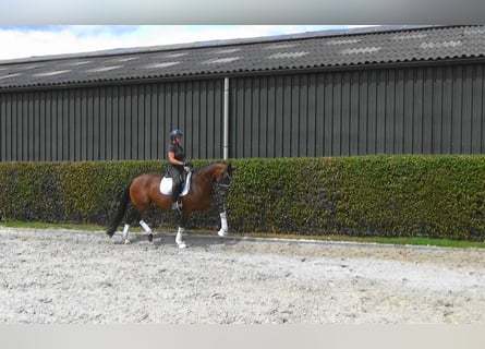 KWPN, Stute, 9 Jahre, 168 cm, Dunkelbrauner