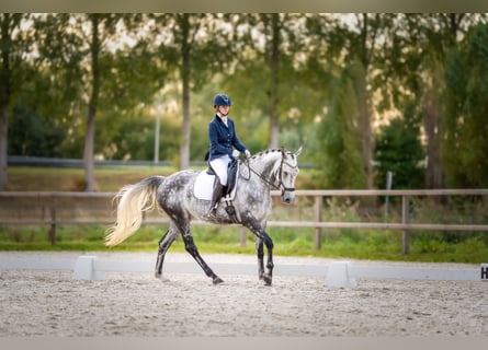 KWPN, Stute, 9 Jahre, 170 cm, Apfelschimmel