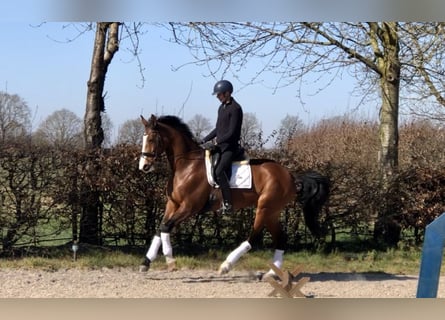 KWPN, Stute, 9 Jahre, 171 cm, Brauner