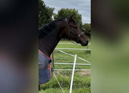 KWPN, Stute, 9 Jahre, 174 cm, Dunkelbrauner