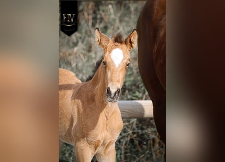 KWPN, Stute, Fohlen (01/2026), Buckskin