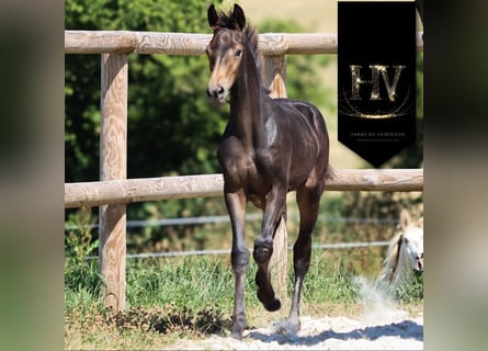 KWPN, Stute, , Buckskin