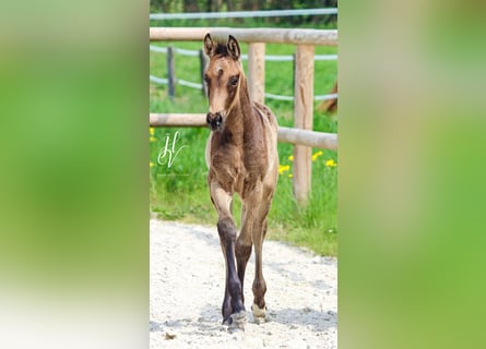 KWPN, Stute, , Buckskin