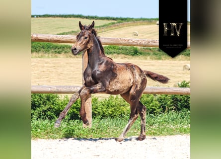 KWPN, Stute, , Buckskin