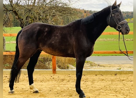 KWPN, Valack, 10 år, 165 cm, Mörkbrun