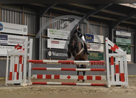 KWPN, Valack, 12 år, 167 cm, Mörkbrun