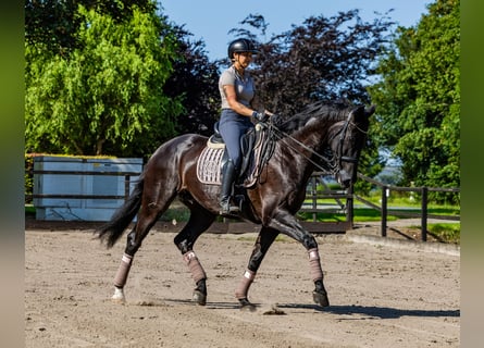 KWPN, Wallach, 13 Jahre, 182 cm, Rappe