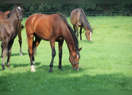 KWPN, Wallach, 1 Jahr, Brauner