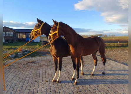 KWPN, Valack, 3 år, 158 cm, Brun