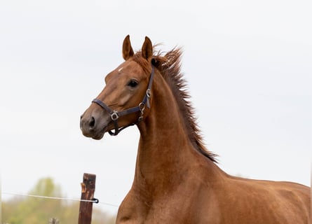 KWPN, Valack, 3 år, 165 cm, fux