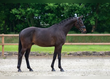 KWPN, Valack, 4 år, 161 cm, Mörkbrun