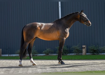 KWPN, Valack, 4 år, 169 cm, Mörkbrun