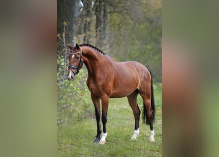 KWPN, Valack, 6 år, 166 cm, Mörkbrun