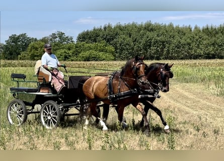 KWPN Blandning, Wallach, 7 Jahre, 164 cm, Brauner