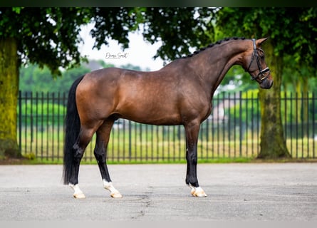 KWPN, Valack, 7 år, 165 cm, Brun