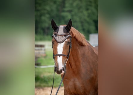 KWPN, Valack, 8 år, 170 cm, Fux