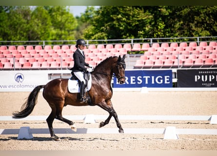 KWPN, Wallach, 9 Jahre, 179 cm, Dunkelbrauner