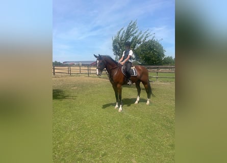 KWPN, Wałach, 10 lat, 169 cm, Gniada