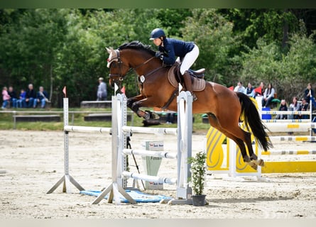 KWPN, Wałach, 10 lat, 170 cm, Ciemnogniada