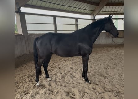 KWPN, Wałach, 10 lat, 172 cm, Kara