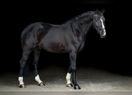 KWPN, Wałach, 10 lat, 175 cm, Kara