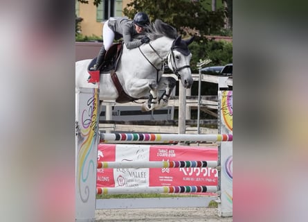 KWPN, Wałach, 10 lat, 179 cm, Siwa